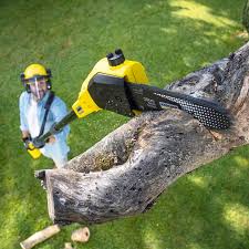 How Our Tree Care Process Works  in Nanawale Estates, HI